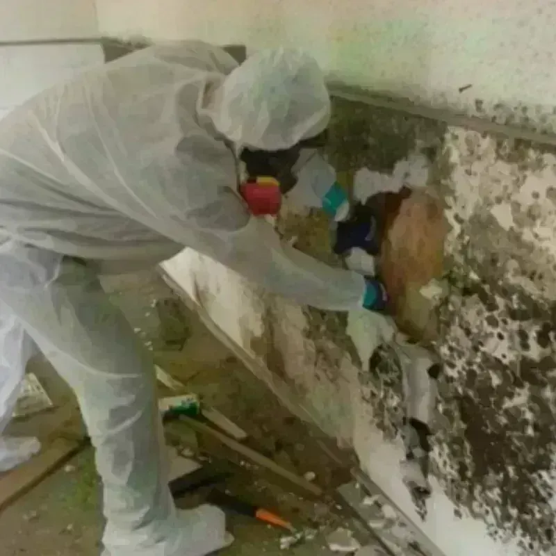 Best Mold Remediation and Removal Service in Bedford, MA